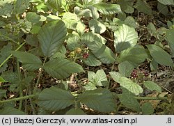 Rubus lusaticus (jeżyna łużycka)