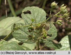 Rubus lusaticus (jeżyna łużycka)