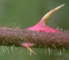 Rubus plicatus (jeżyna fałdowana)