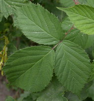 Rubus plicatus (jeżyna fałdowana)