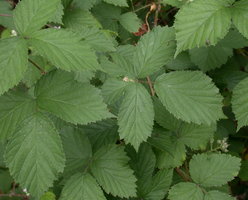 Rubus plicatus (jeżyna fałdowana)