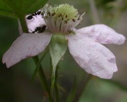 Rubus plicatus (jeżyna fałdowana)