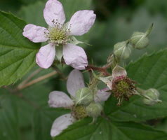 Rubus plicatus (jeżyna fałdowana)