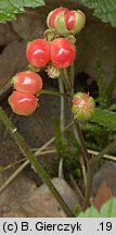 Rubus saxatilis (malina kamionka)