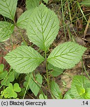 Rubus saxatilis (malina kamionka)