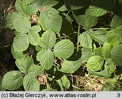 Rubus seebergensis (jeżyna mosińska)