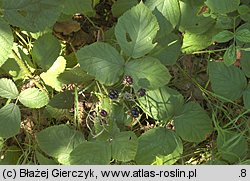 Rubus seebergensis (jeżyna mosińska)