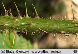 Rubus seebergensis (jeżyna mosińska)