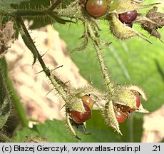 Rubus seebergensis (jeżyna mosińska)