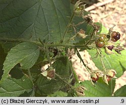 Rubus seebergensis (jeżyna mosińska)