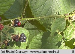 Rubus seebergensis (jeżyna mosińska)