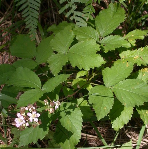 Rubus grabowskii (jeżyna bukietowa)