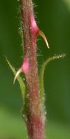 Rubus grabowskii (jeżyna bukietowa)