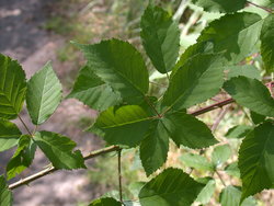 Rubus grabowskii (jeżyna bukietowa)