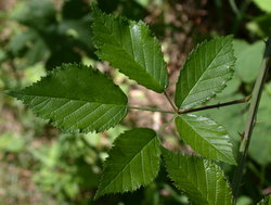 Rubus grabowskii (jeżyna bukietowa)