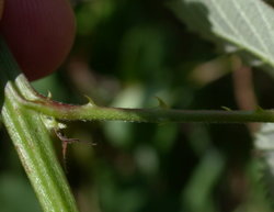 Rubus grabowskii (jeżyna bukietowa)