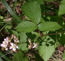 Rubus grabowskii (jeżyna bukietowa)