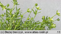 Sagina procumbens (karmnik rozesłany)