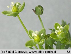 Sagina procumbens (karmnik rozesłany)