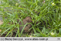 Sagina procumbens (karmnik rozesłany)