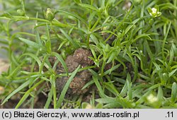 Sagina procumbens (karmnik rozesłany)