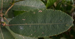 Salix cinerea (wierzba szara)