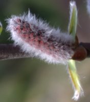 Salix eriocephala