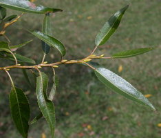 Salix fragilis (wierzba krucha)