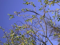 Salix fragilis (wierzba krucha)