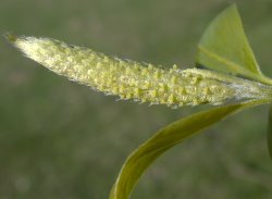 Salix fragilis (wierzba krucha)