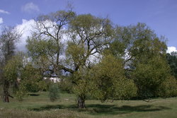 Salix fragilis (wierzba krucha)