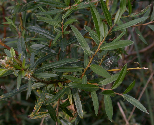 Salix rosmarinifolia