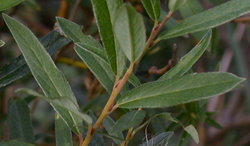 Salix rosmarinifolia