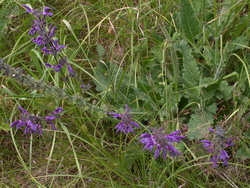 Salvia pratensis