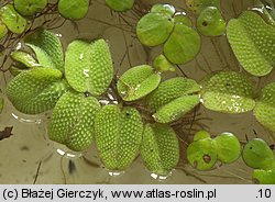 Salvinia natans (salwinia pływająca)