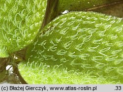 Salvinia natans (salwinia pływająca)