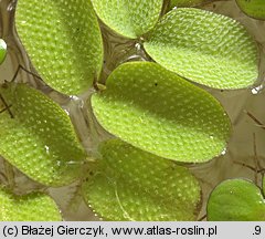 Salvinia natans (salwinia pływająca)