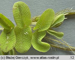 Salvinia natans (salwinia pływająca)