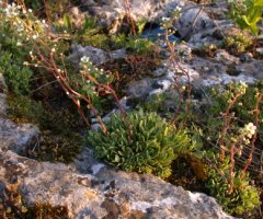 Saxifraga paniculata (skalnica gronkowa)