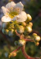 Saxifraga paniculata (skalnica gronkowa)