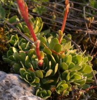 Saxifraga paniculata (skalnica gronkowa)