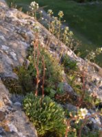 Saxifraga paniculata (skalnica gronkowa)