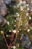 Saxifraga paniculata (skalnica gronkowa)