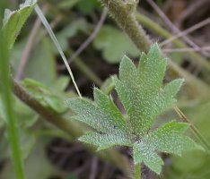 Saxifraga granulata