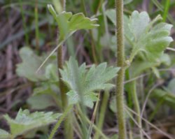 Saxifraga granulata