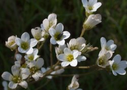 Saxifraga granulata