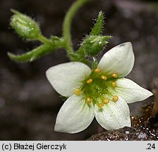 Saxifraga sponhemica (skalnica zwodnicza)