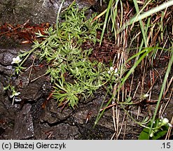 Saxifraga sponhemica (skalnica zwodnicza)