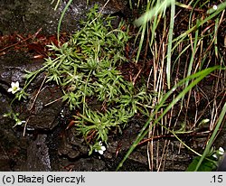 Saxifraga sponhemica (skalnica zwodnicza)