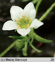 Saxifraga sponhemica (skalnica zwodnicza)